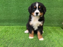 Bernese Mountain Dog male Puppy for sale 010534664
